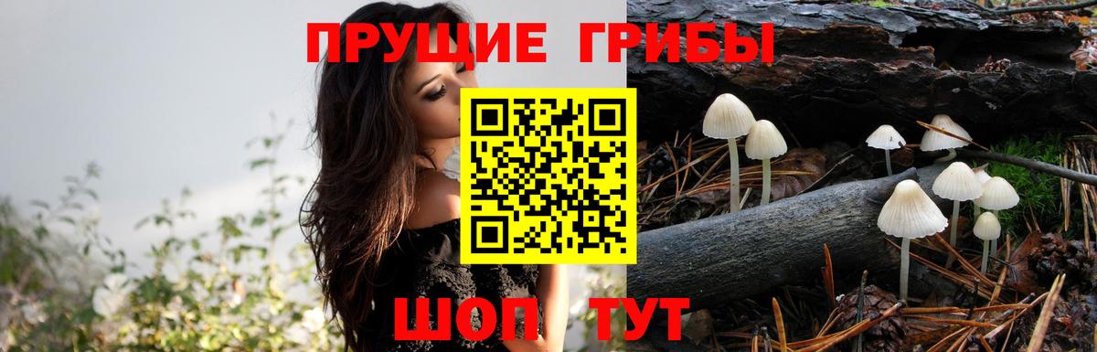 Псилоцибиновые грибы Cubensis  Вход с VPN  Красноуфимск  Галлюциногенные грибы прущие грибы 